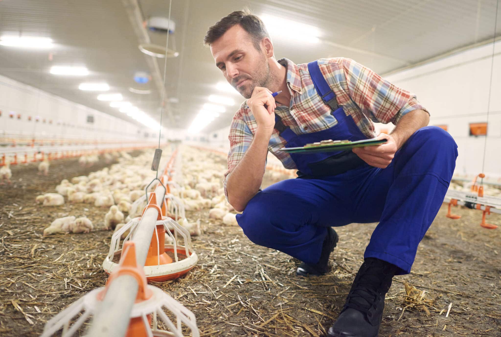 Praca za granicą – mężczyzna w gospodarstwie rolnym kontrolujący produkcję